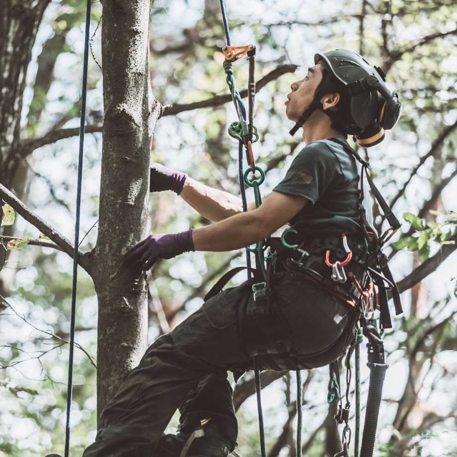 TreeUPクライミングスパイク アーボリスト ツリークライミング 造園